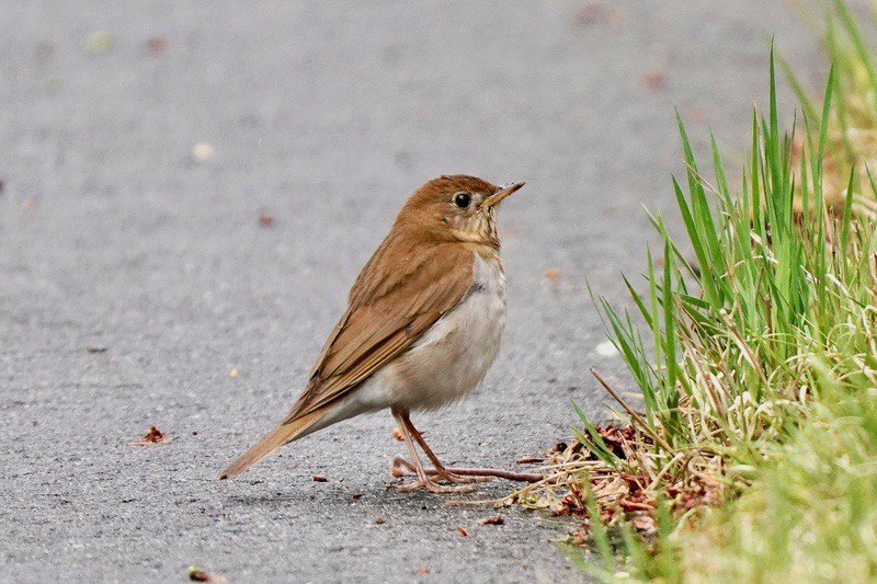 Veery by Courtney Celley/USFWS, Midwest Region is available through Public Domain.